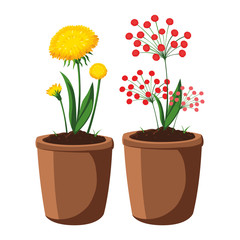 patch of houseplant in pot