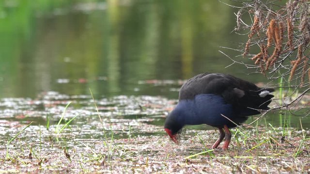 A Pukeko (Swamp Hen) pruning itself in a pond in New Zealand