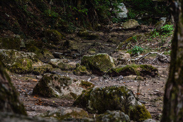 mountain stream in the forest