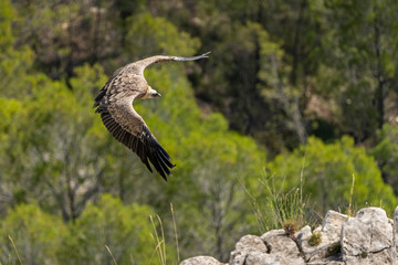 Griffon vulture (gyps fulvus) in flight, Alcoy.