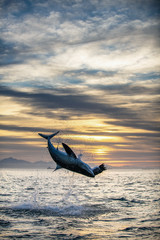 Jumping Great White Shark. Sunrise sky backround.   Scientific name: Carcharodon carcharias. South Africa