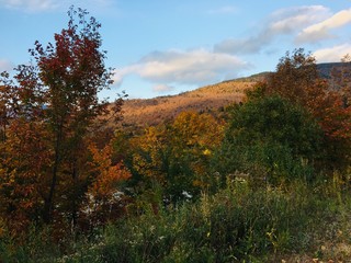 Fototapeta premium Mountain leaves