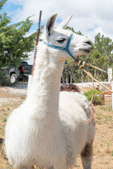 Obraz premium Portrait of a white llama against some threes and the vivid blue sky.