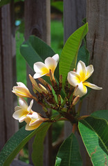 Frangipani escaping through a fence