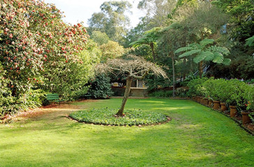 A small tree in a big garden.