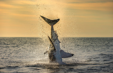Fototapeta premium Jumping Great White Shark. Scientific name: Carcharodon carcharias. South Africa