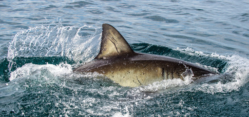 Shark back and dorsal fin above water.   Fin of great white shark, Carcharodon carcharias,  South Africa, Atlantic Ocean