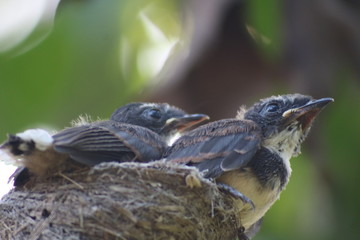 Fantail Flycatchers
