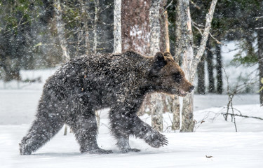 Brown bear walk on the snow in the winter forest. Snowfall. Scientific name:  Ursus arctos. Natural habitat. Winter season.