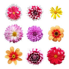 Set of Pink Flowers Heads Isolated on White