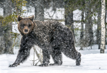 Brown bear walk on the snow in the winter forest. Snowfall. Scientific name:  Ursus arctos. Natural habitat. Winter season.