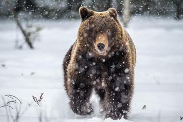 Brown bear running on the snow in the winter forest. Front view. Snowfall. Scientific name:  Ursus...