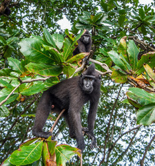 The Celebes crested macaque on the tree.  Green natural background.   Crested black macaque, Sulawesi crested macaque, or the black ape. Natural habitat. Sulawesi. Indonesia.