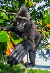 The Celebes crested macaque on the tree.  Green natural background.   Crested black macaque, Sulawesi crested macaque, or the black ape. Natural habitat. Sulawesi. Indonesia.