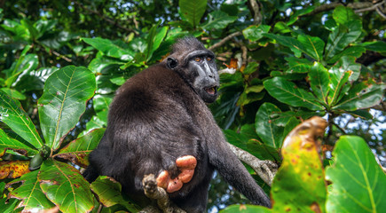 The Celebes crested macaque on the tree.  Green natural background.   Crested black macaque, Sulawesi crested macaque, or the black ape. Natural habitat. Sulawesi. Indonesia.