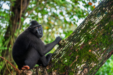 The Celebes crested macaque on the tree.  Green natural background.   Crested black macaque, Sulawesi crested macaque, or the black ape. Natural habitat. Sulawesi. Indonesia.