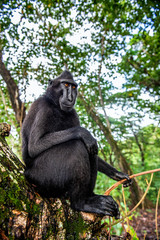 The Celebes crested macaque on the tree.  Green natural background.   Crested black macaque, Sulawesi crested macaque, or the black ape. Natural habitat. Sulawesi. Indonesia.