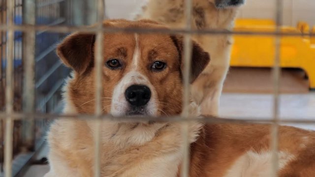 Portrait of sad mixed breed dog behind the fences. Dog in a shelter or an animal nursery. Shelter for animals concept.
