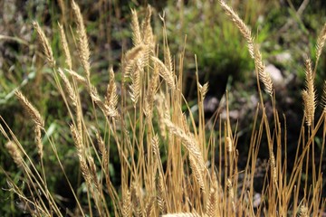 Wheat grass in the country
