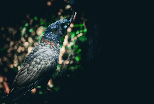 Kaka Brid In New Zealand