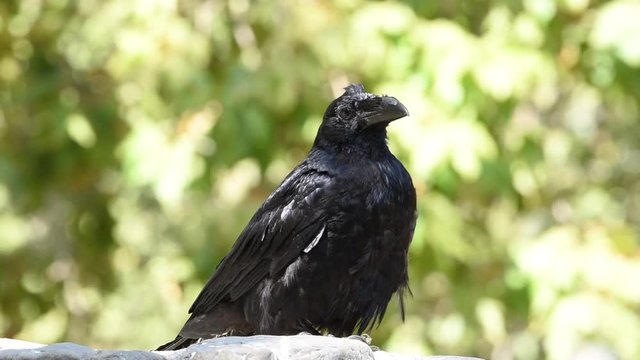 HD video of one raven perched on a stone wall with green leaves from trees blowing in the background. Very intelligent. Teams of ravens have been known to hunt down game too large for a single bird.