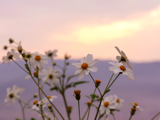 Obraz premium Stunning yellow meadow flowers autumn sunrise with sunlight background. Happy new day concept: