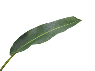 Obraz premium banana leaf isolated on white background,