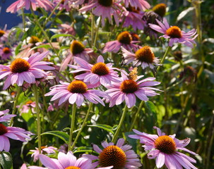 Fototapeta premium small brown butterfly on pink lovely flowers