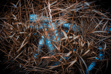 Plastic bottles in the dried grass. Problem in the natural environment.