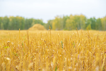 Mowed grass sticks out of the ground, in the distance a haystack. Autumn harvesting background.
