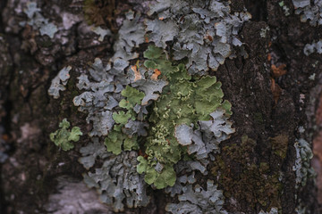 Green moss and lichen grows on a tree trunk close-up.