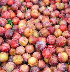 fresh plum in harvest season as food background