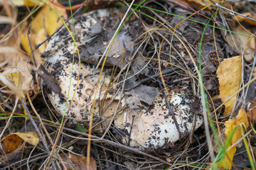 Cap of the white mushroom family of the Russulaceae in the forest close-up.