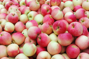 Fresh picked red apples background in the harvest season
