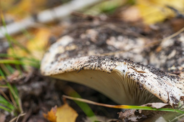 Cap of the white mushroom family of the Russulaceae in the forest close-up.