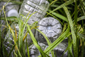 Plastic bottles in the green grass. The problem of ecology, environmental pollution.