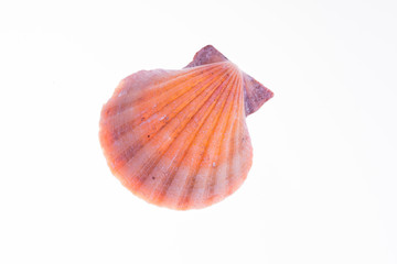 Scallop Shell - Isolated on White
