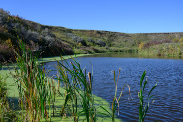 cattails next to river bank