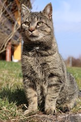 Cat Leo Garden Guardian