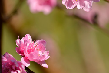 Obraz premium Pink flower with blur green background