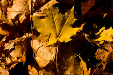 Naklejka na ściany i meble bright maple leaves on ground in autumn