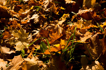 bright maple leaves on ground in autumn