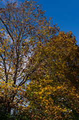 Leaf of maple on blue sky background in autumn