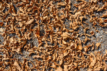 fallen dry leaves on the ground