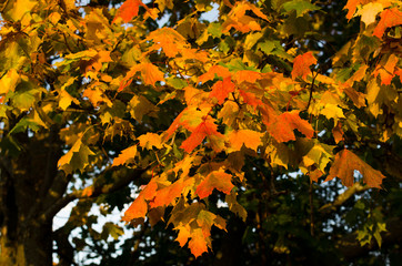 Maple leaf in autumn closeup