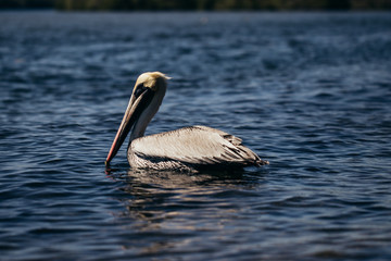 Pelican siwmin or flyin in a lake in Mexico