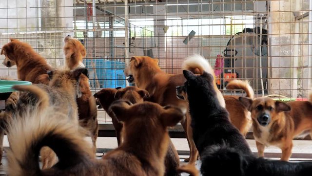 Different mixed breed dogs behind the fences. Dogs in a shelter or an animal nursery. Shelter for animals concept.