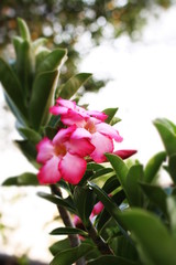 pink flowers in the garden