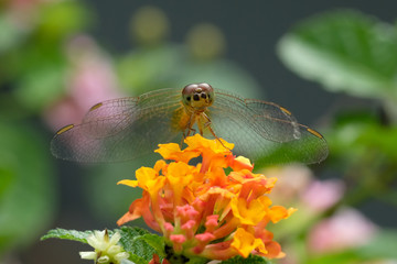Dragonfly hold on yellow Lantana camara (closeup Macro shot)
