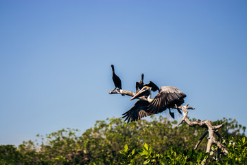 Pelican siwmin or flyin in a lake in Mexico